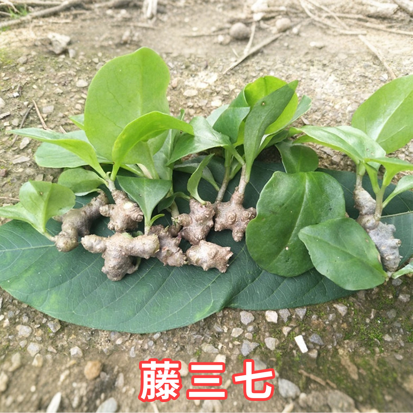 正宗藤三七带根小苗盆栽