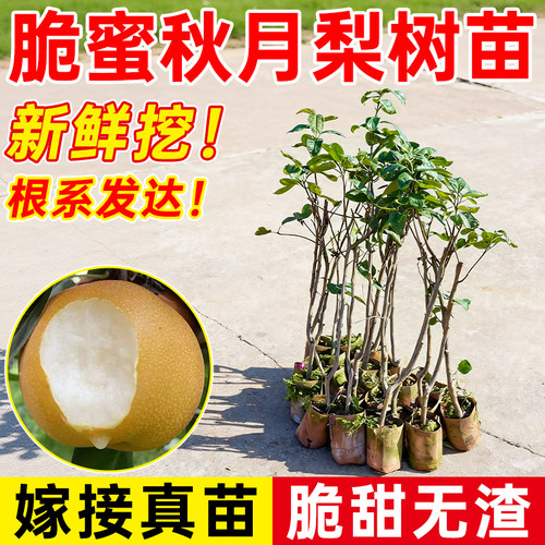 秋月梨营养杯苗嫁接高产脆甜多汁