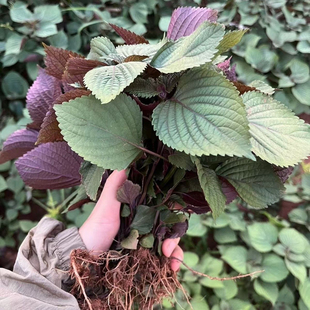 双面紫紫苏苗可食用广西双面紫原土阳台香草盆栽去腥红紫苏苗