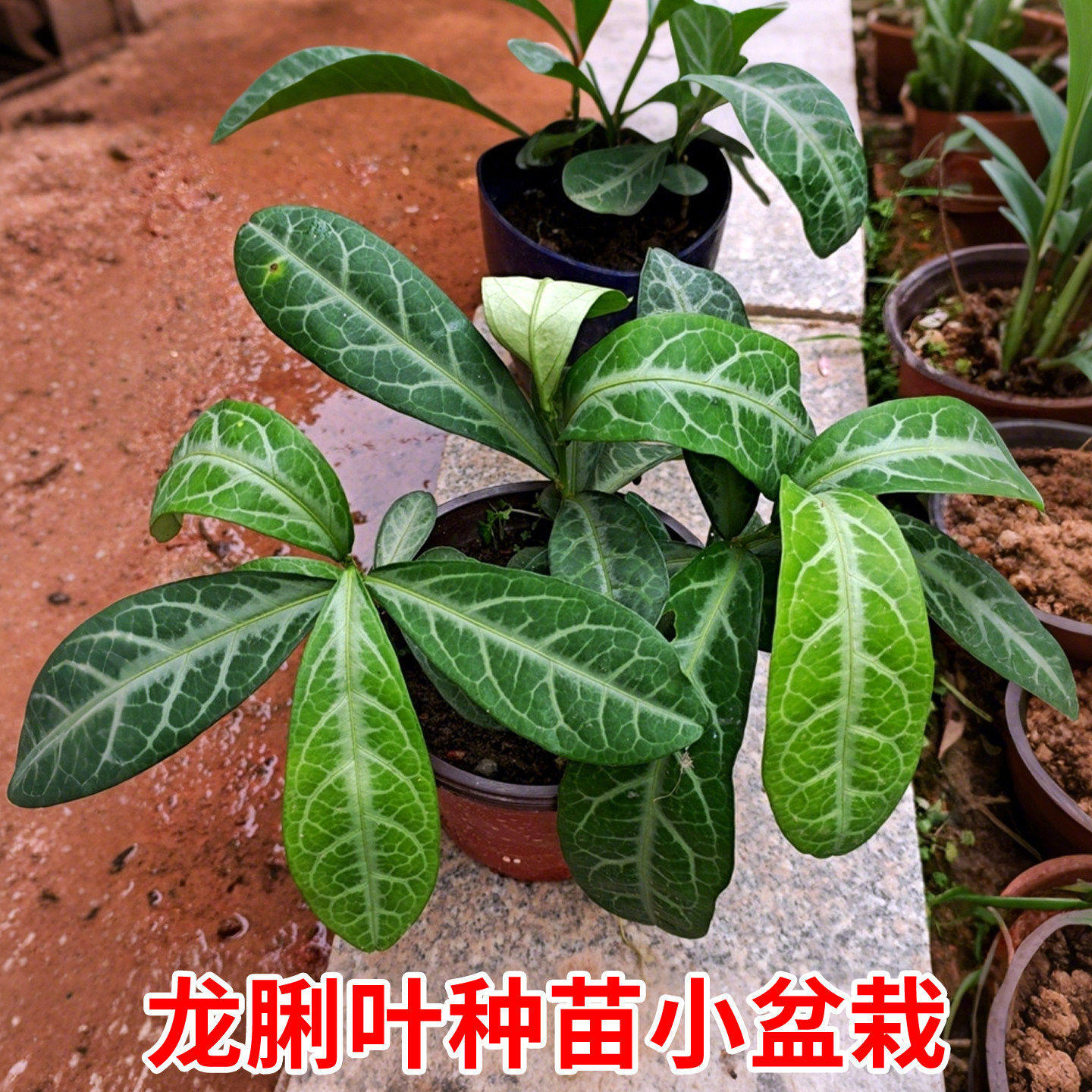 龙脷叶种苗中草药苗龙舌叶树苗龙利叶庭院阳台盆栽煲汤料药材绿植