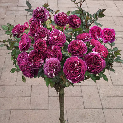 树状月季花苗树桩月季高杆玫瑰花四季开盆栽植物室内好养花卉绿植