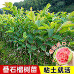 番石榴树苗芭乐嫁接白心红心芭乐树苗南方种植庭院盆栽地栽果树苗