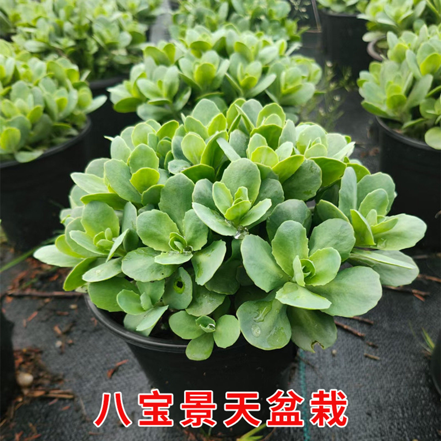 八宝景天三七蚊虫止痒跌打绿植