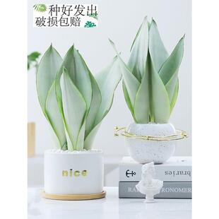 白玉虎皮兰室内小盆栽桌面防辐射绿植好养植物北欧款懒人绿植