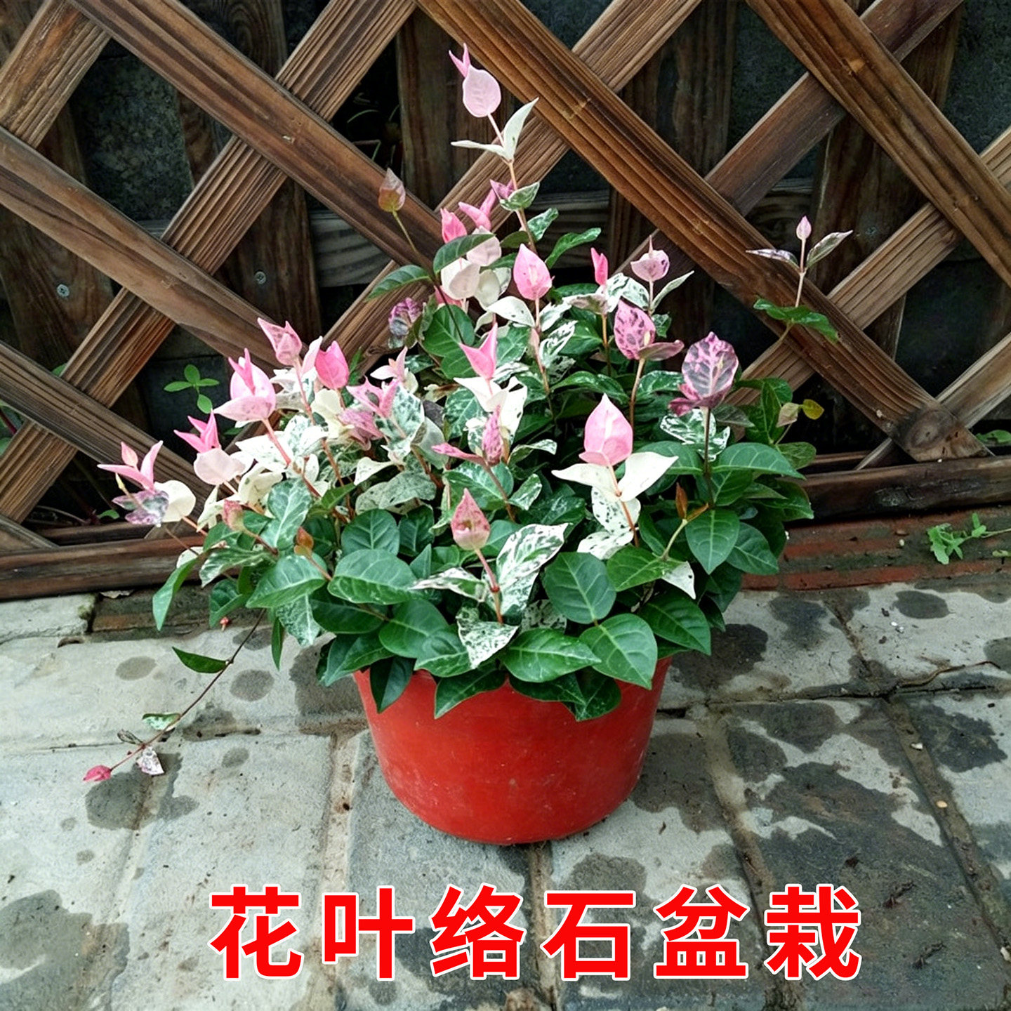 花叶络石花卉彩叶络石盆栽藤蔓吊兰爬藤植物阳台庭院种植基地直发