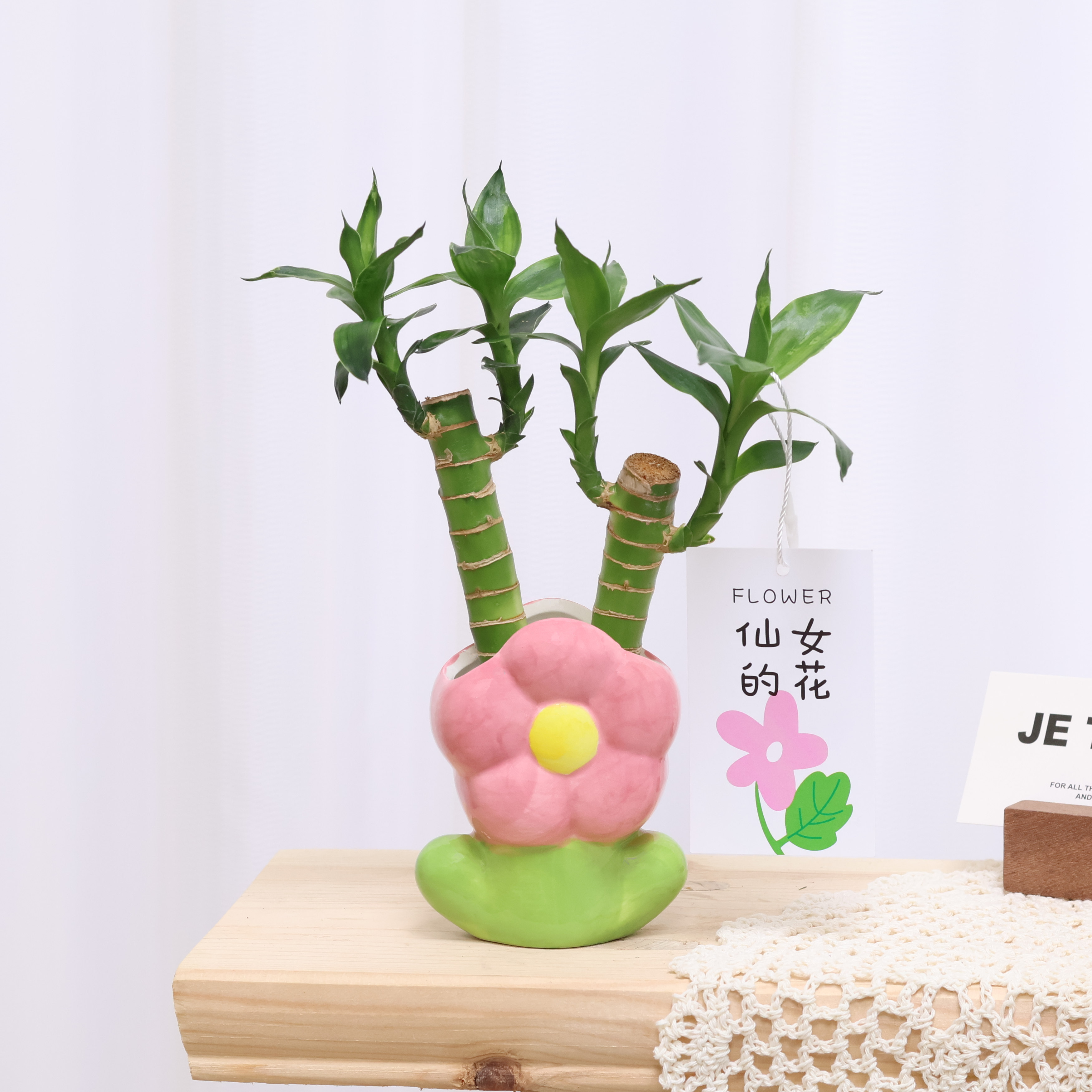 水培带根富贵竹文昌竹盆栽室内花卉好养水养绿植物盆景富贵竹
