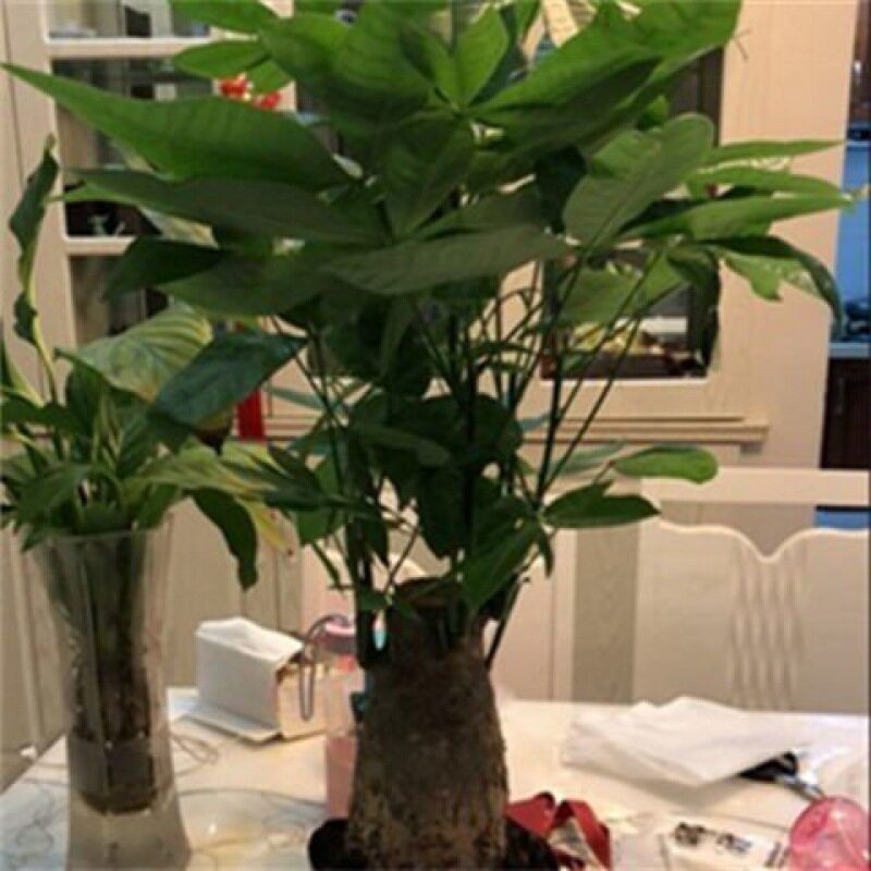 辫子独杆发财树苗盆栽小盆景盆景发财树小苗办公客厅植物