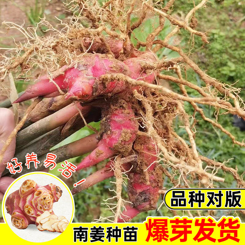 红皮南姜山姜种苗带根发货