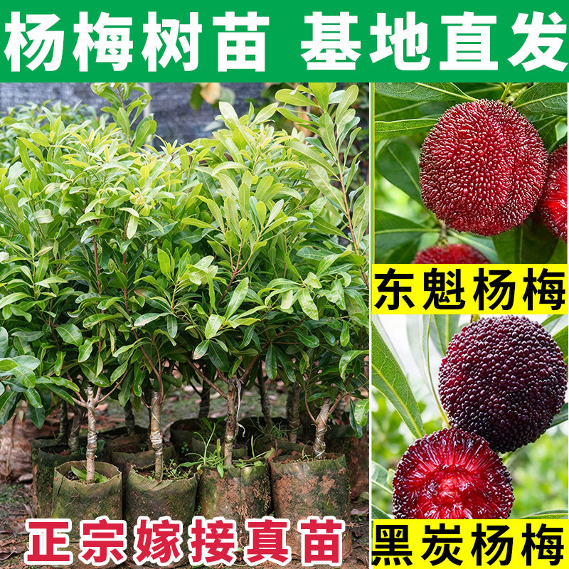 东魁杨梅树苗正宗嫁接黑炭杨梅南北方种植盆地栽基地直发果树苗