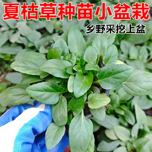 夏枯草新鲜货正宗药材深山野岭现采挖中草药白毛夏谷草夏菇草凉茶