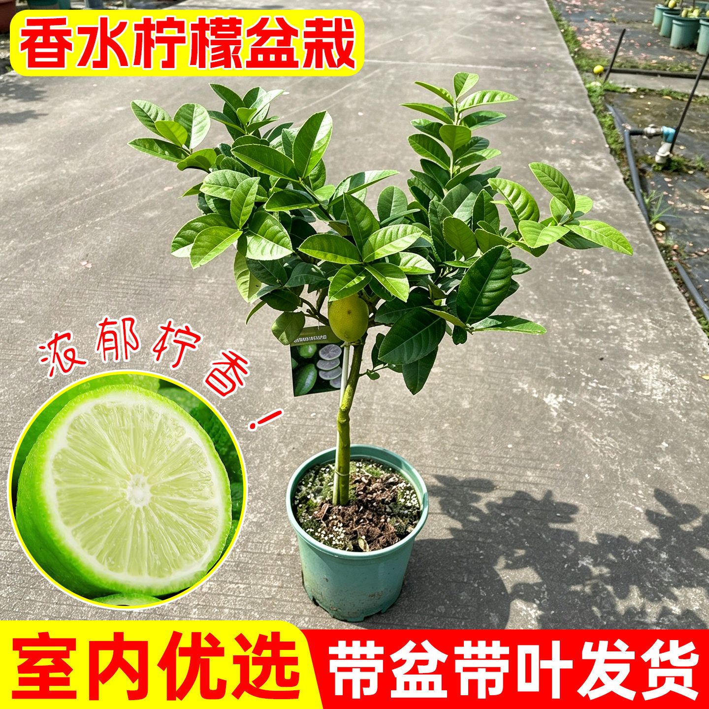 香水柠檬树盆栽水果树苗客厅绿植物带果可食用室内外阳台四季结果