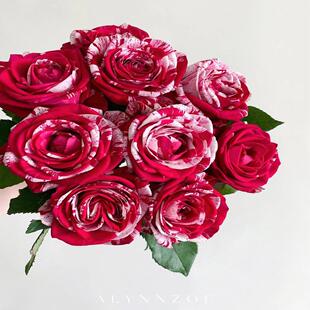 【顺丰冷链】精选水瓶座玫瑰花小众稀有花材有名五花肥牛卷