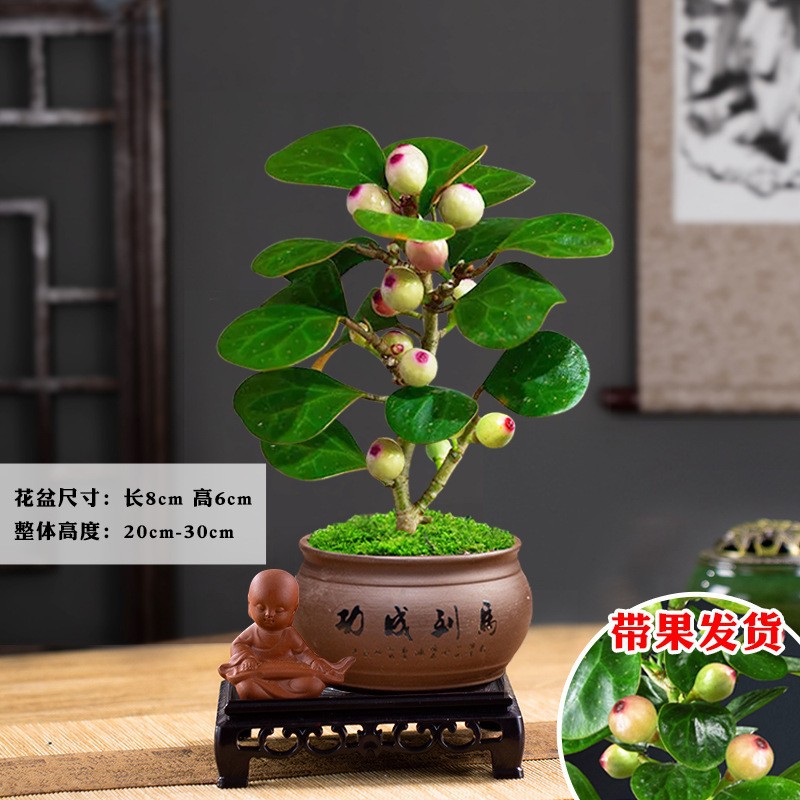 菩提树盆景小盼菩提盆栽中式禅意小盆栽室内观果绿植创意微盆景观