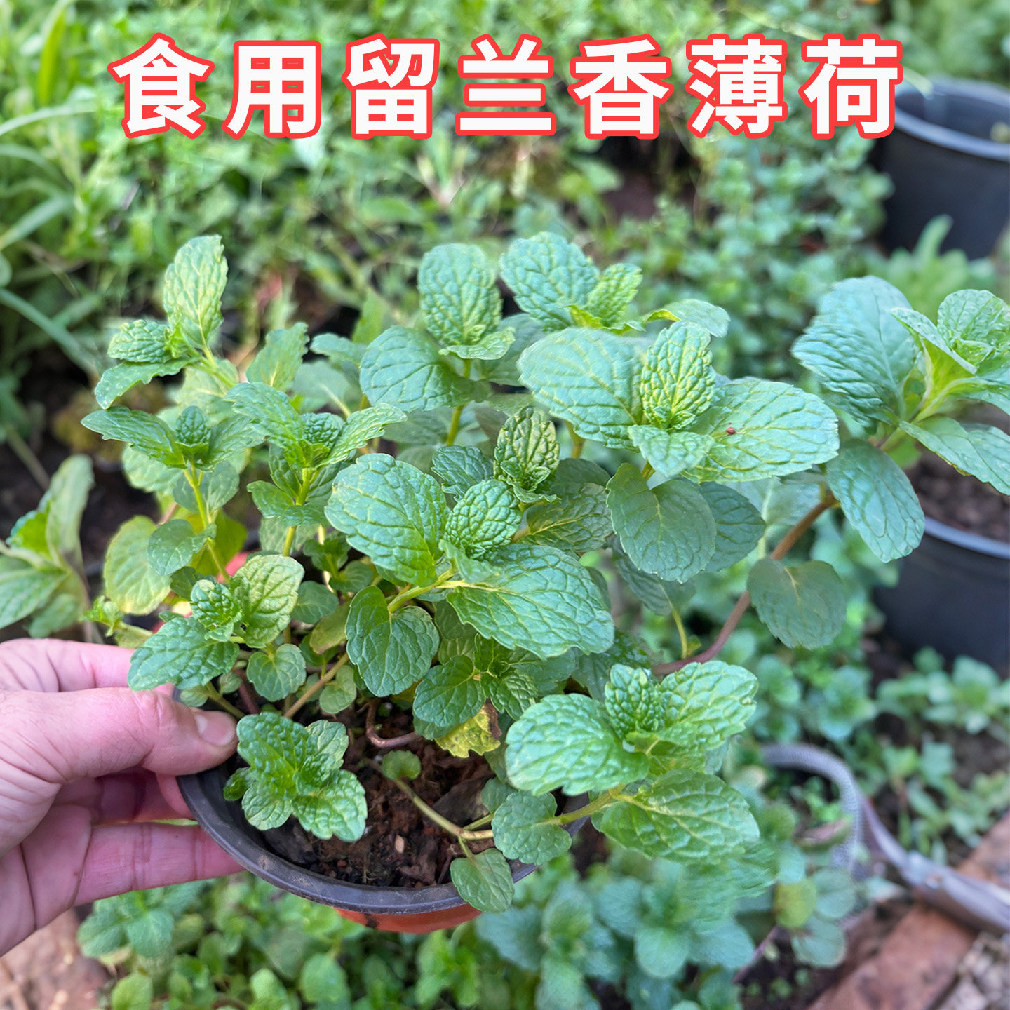 云南新鲜薄荷苗盆栽食用香草