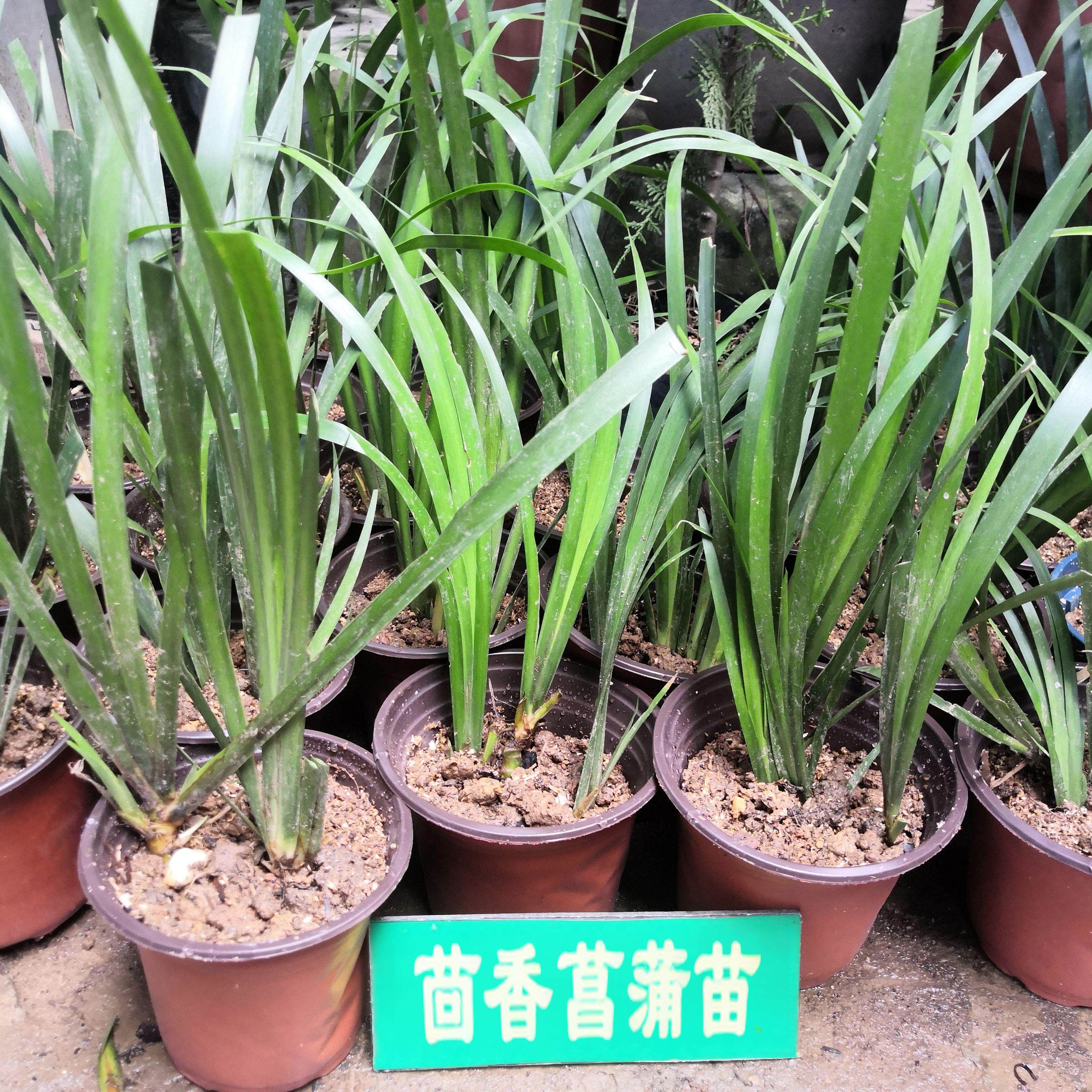 茴香菖蒲苗香草盆栽新鲜现挖五香草食用调味香料种苗去腥香料带盆