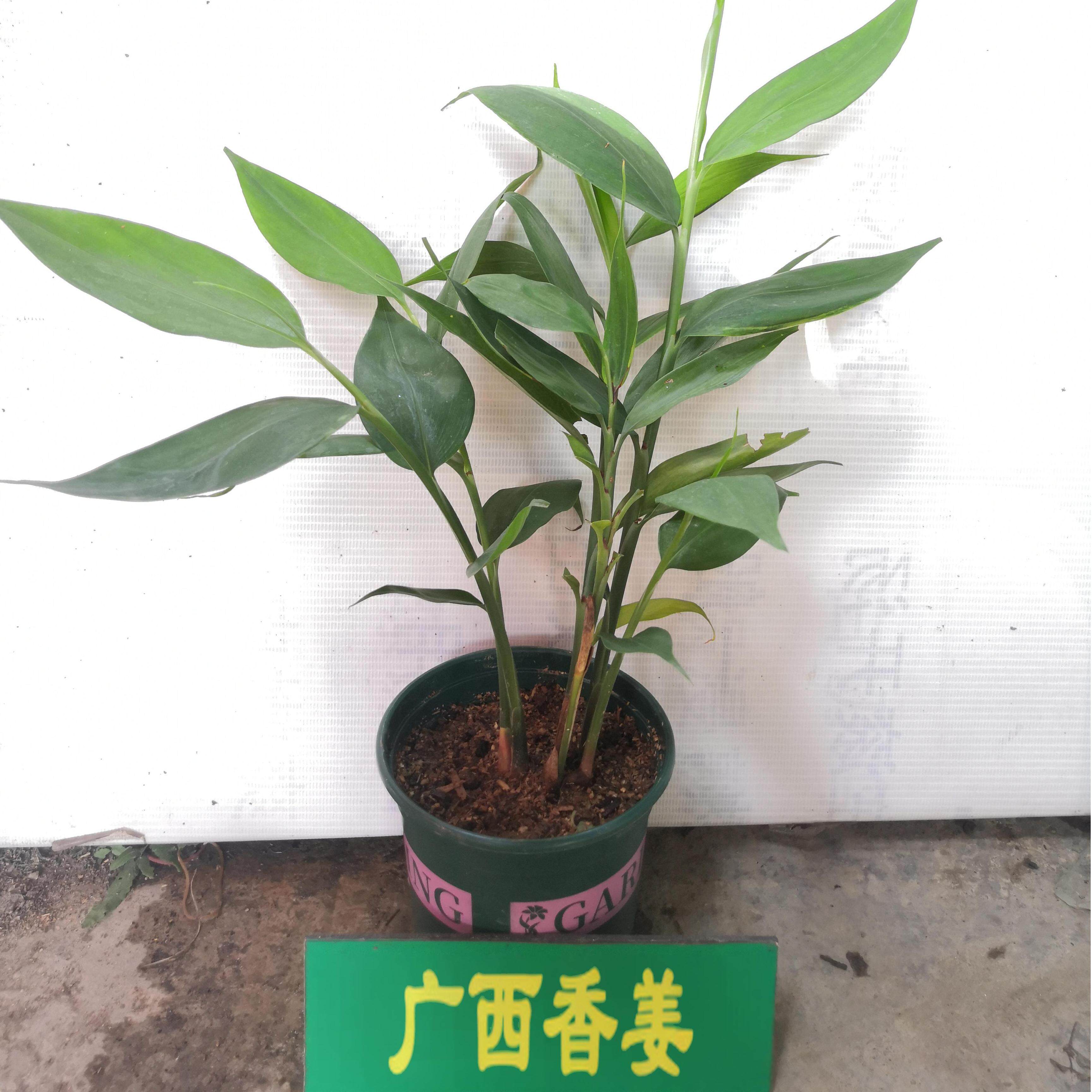 广西香姜苗草果苗土山姜粉包粽子姜叶焖鸭鹅炖羊狗配扣肉味道浓香
