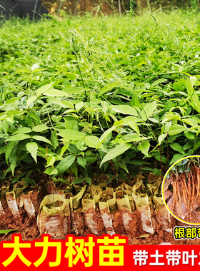 牛大力苗中小叶品种正宗细叶牛大力种植牛古大力改良结薯快中药苗