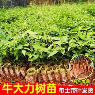 牛大力苗中小叶品种正宗细叶牛大力种植牛古大力改良结薯快中药苗