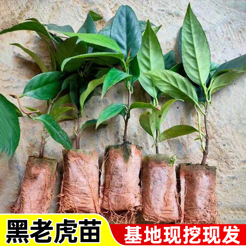 正宗新款黑老虎树苗布福娜爬藤耐寒大果庭院阳台四季种植盆栽地栽