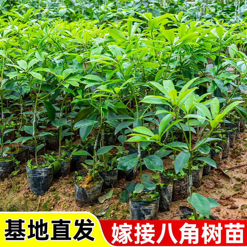 广西八角树苗嫁接东荣八角罗马八角树苗阳台盆栽庭院种植树苗矮化