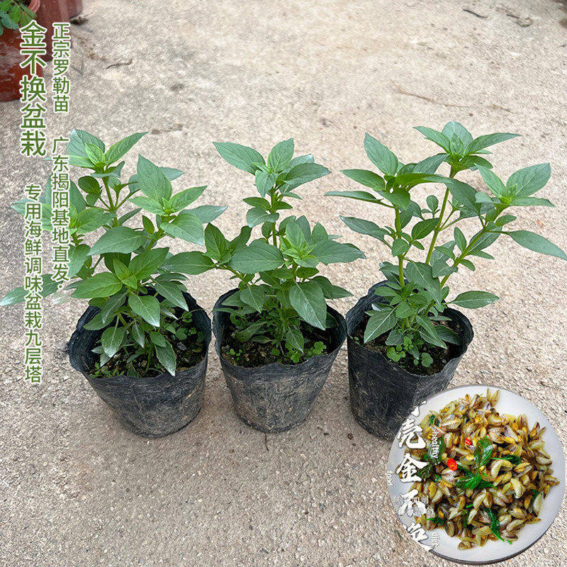 正宗潮汕金不换苗食用九层塔盆栽鱼香菜苗罗勒海鲜调料菜香料植物