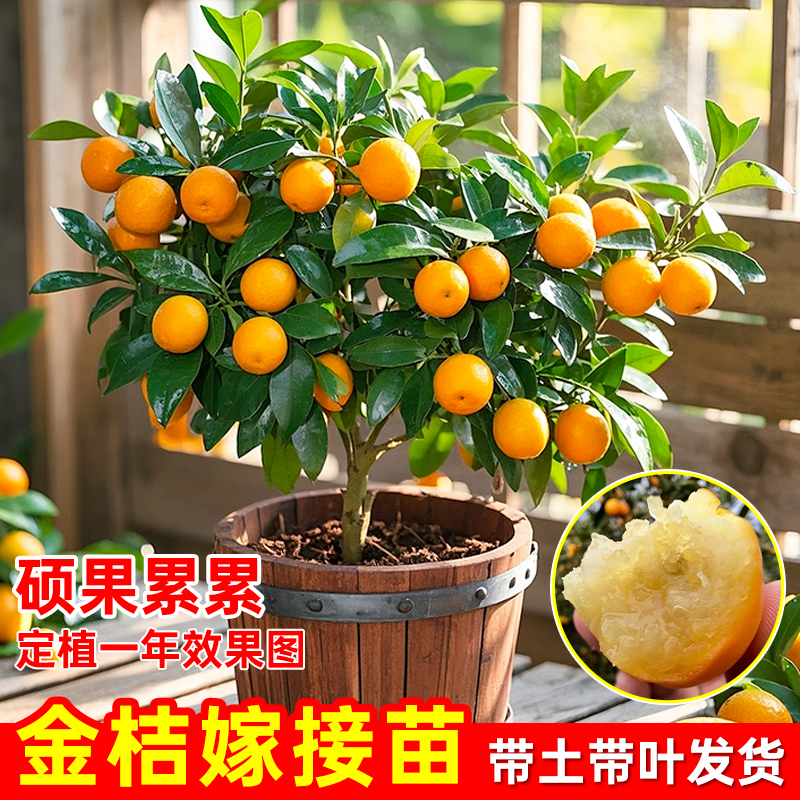 脆皮金桔树苗带土带叶嫁接高产