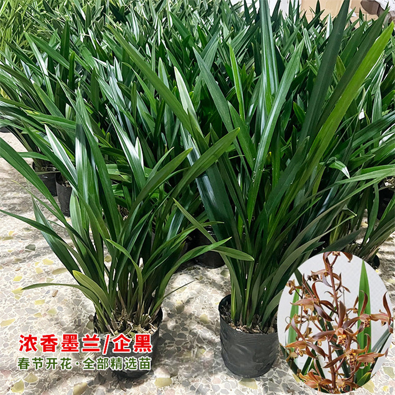 墨兰盆栽浓香型四季开花室内客厅桌面好养绿植花卉易养活好养植物