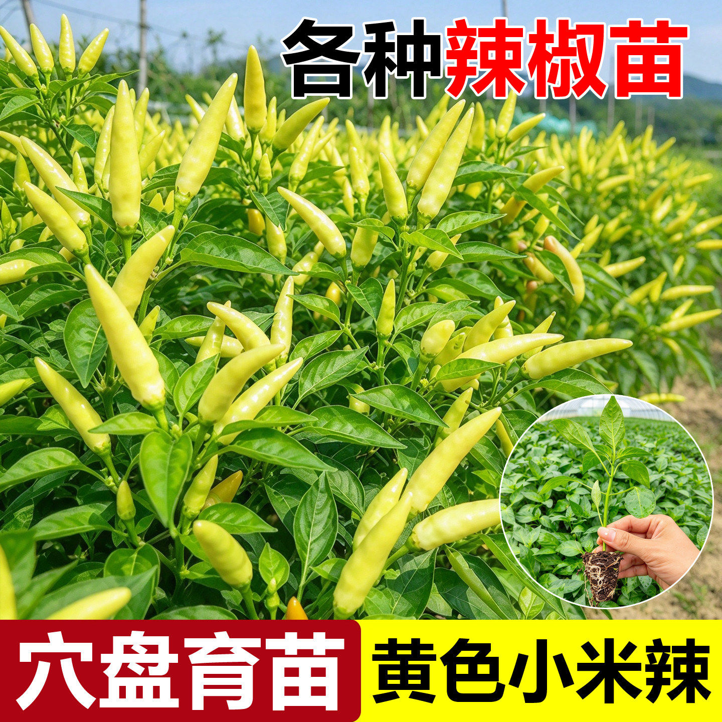 正宗特辣小米辣苗秧四季簇生红包小辣椒烈焰朝天椒种子四季盆栽苗
