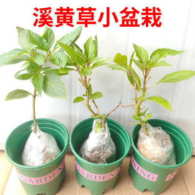 正宗溪黄草苗溪黄草种子正宗可食用溪黄草溪沟草黄草汁护肝祛湿茶