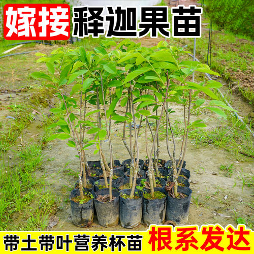 释迦果树苗带土带叶种植