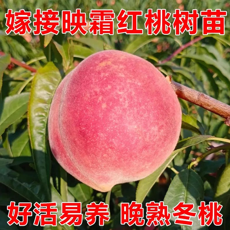 映霜红桃子树苗晚熟正宗迟熟十月国庆雪桃帅帅香冬桃水蜜桃果树苗