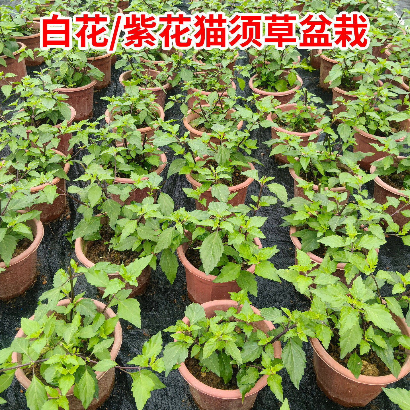 猫须草猫须公降酸草肾茶苗子化石草盆栽猫须草种苗猫须草新鲜苗子