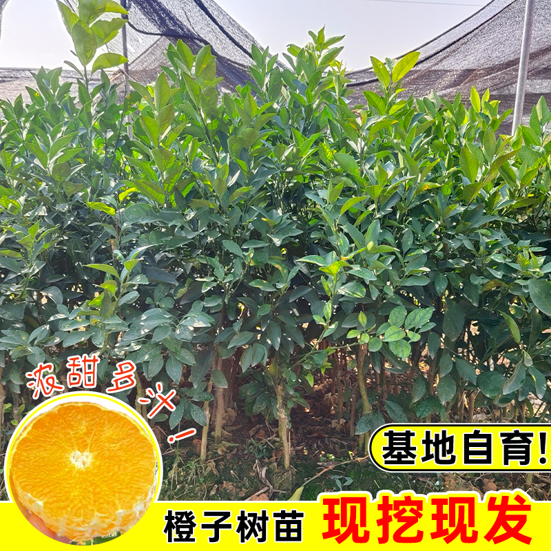 血橙子树苗嫁接红江橙冰糖橙脐橙苗南方种植庭院盆栽果树苗水果苗