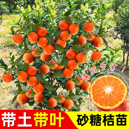 特早熟蜜桔树苗青皮柑橘树苗青皮蜜桔苗果苗橘子树苗地栽当年结果