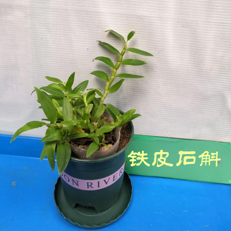 正宗铁皮石斛种植苗盆栽可食用可开花安徽中药材铁皮石斛苗做枫斗