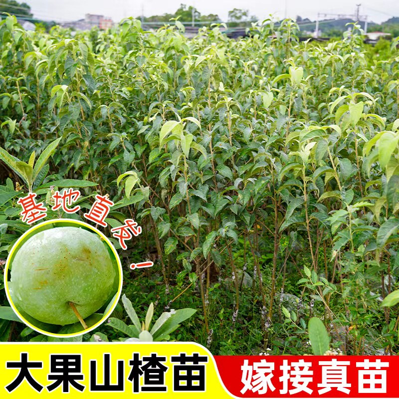 山楂苗大五棱甜红子苹果型大山楂苗超甜大果山楂树苗甜红子大金星