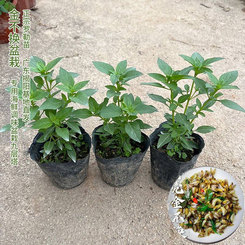正宗潮汕金不换苗食用九层塔盆栽鱼香菜苗罗勒海鲜调料菜香料植物
