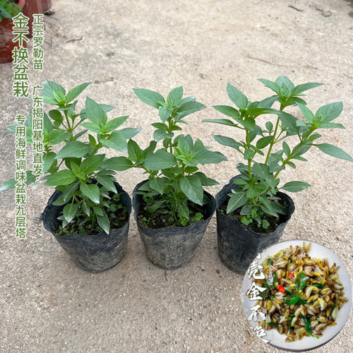 正宗潮汕金不换苗食用九层塔盆栽鱼香菜苗罗勒海鲜调料菜香料植物