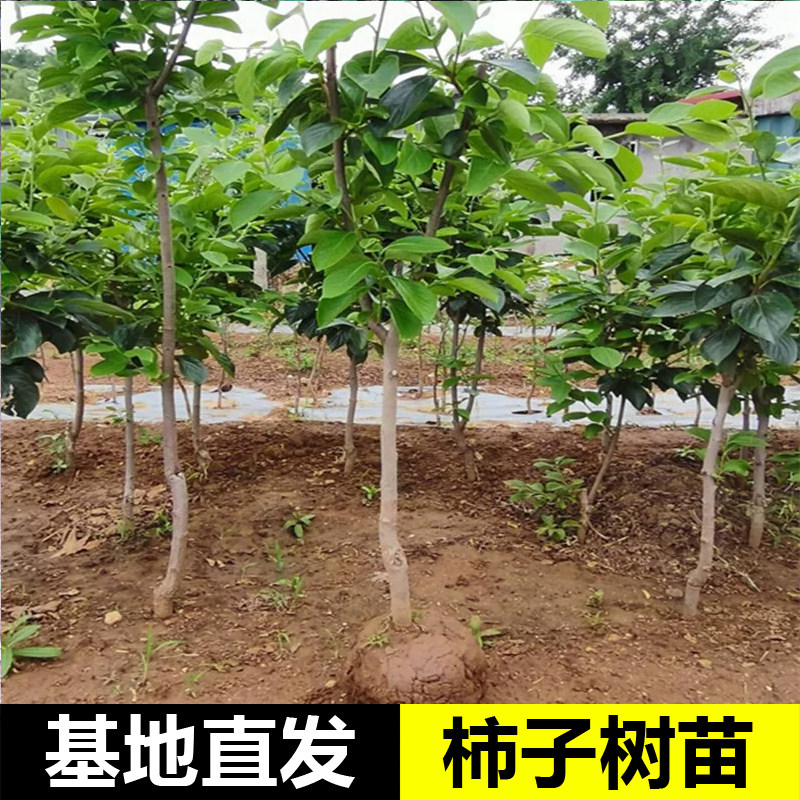 甜脆柿子果树苗太秋柿子苗嫁接无核柿子苗月柿子苗庭院种植基地
