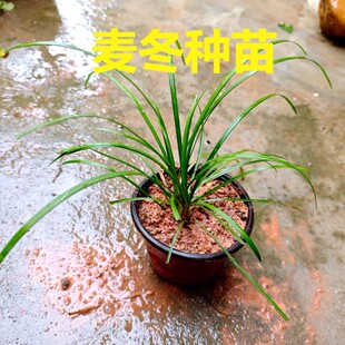 药用麦冬草苗药用麦冬草块根中药麦冬苗食用庭院植物绿化苗庭院