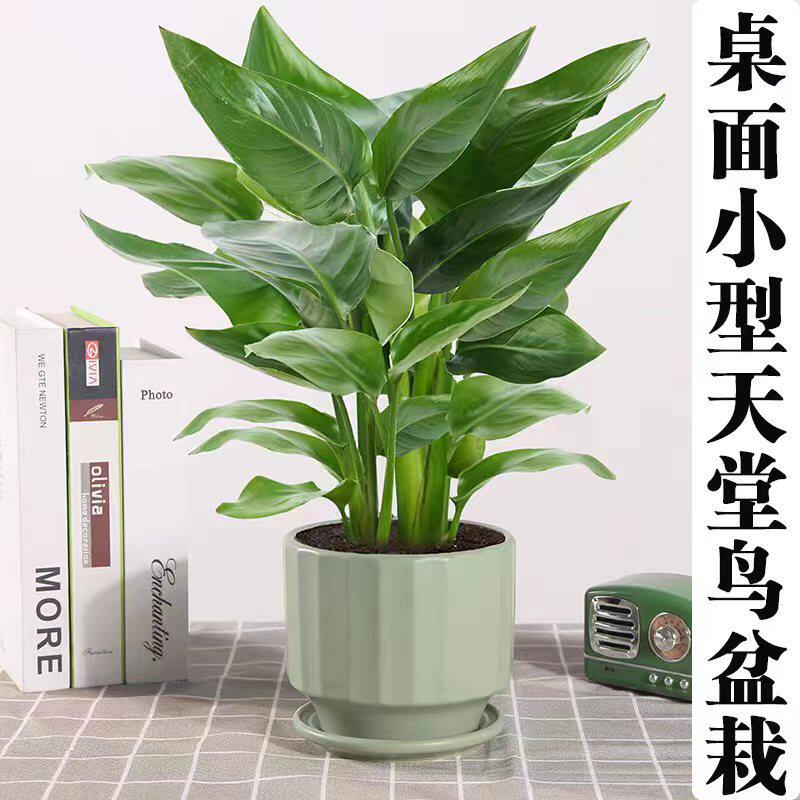 天堂鸟盆栽室内客厅茶几办公室桌面植物四季常青观叶绿植耐寒耐热
