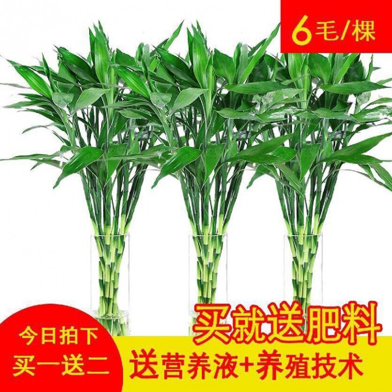 富贵竹水培植物细竹配营养液盆栽办公室绿植室内净化空气包邮
