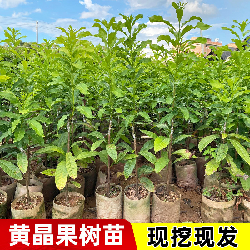 黄晶果树苗带土带叶包成活