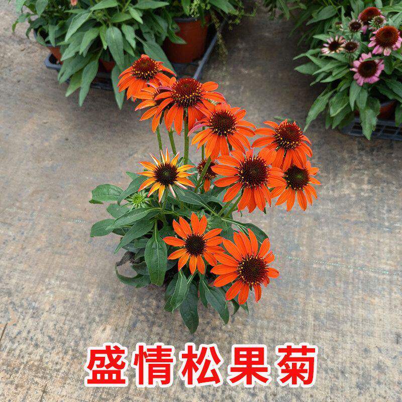 盛情松果菊盆栽花多年生宿根庭院花园地被花镜植物耐热耐寒花期长