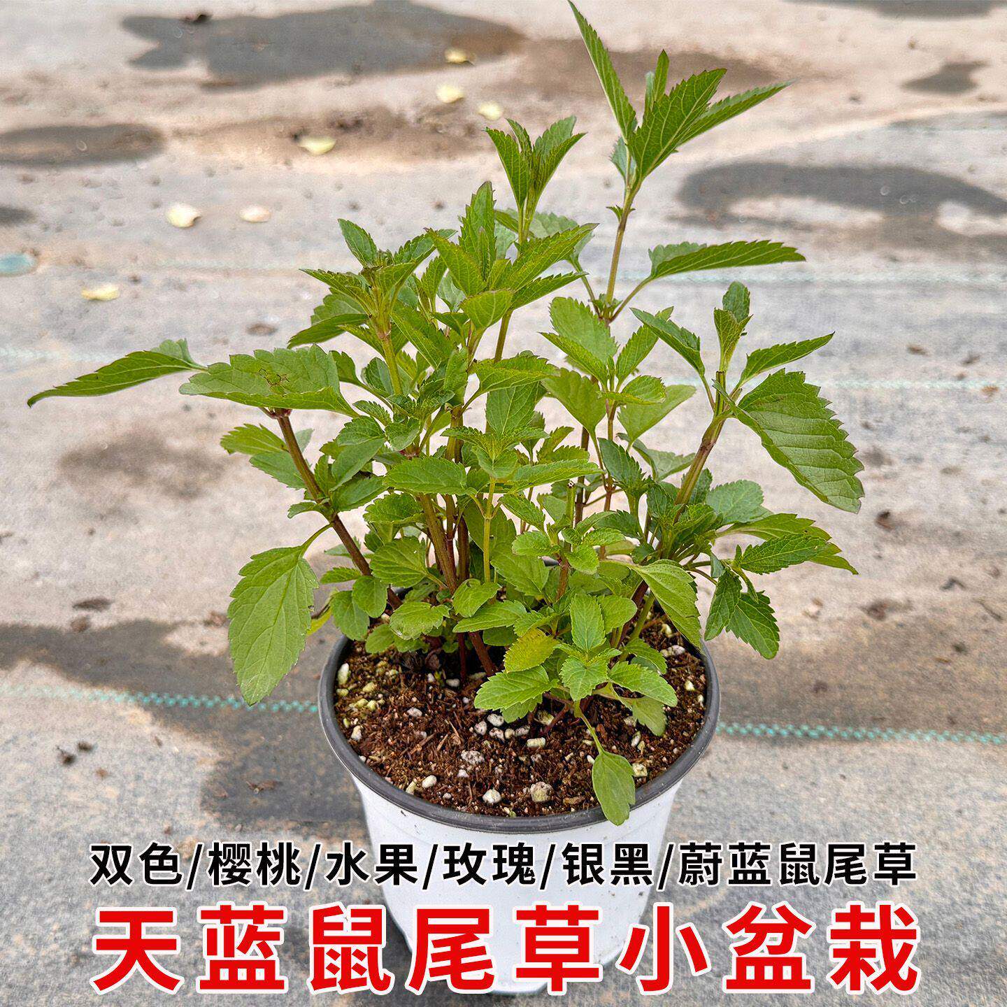 双色鼠尾草庭院花园樱桃鼠尾草造景植物户外阳台盆栽耐热耐寒花苗