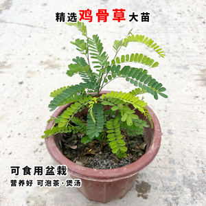鸡骨草盆栽带土栽种绿植种苗草本药材天然中草药材鸡骨草植株种植