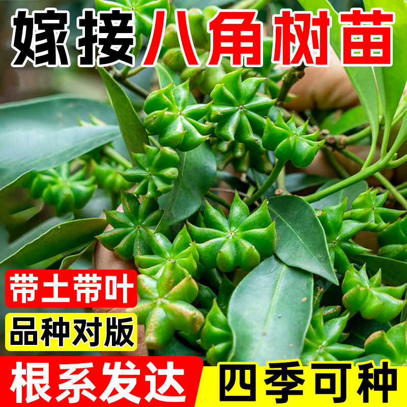 广西八角树苗嫁接东荣八角罗马八角树苗阳台盆栽庭院种植树苗矮化