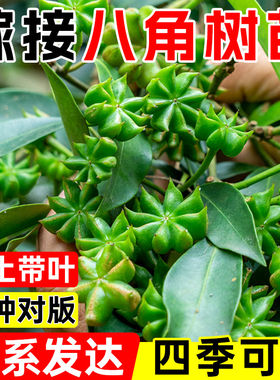 广西八角树苗嫁接东荣八角罗马八角树苗阳台盆栽庭院种植树苗矮化