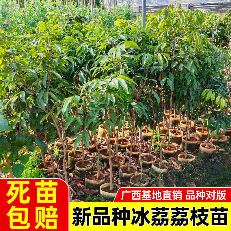 荔枝树苗嫁接苗庭院果树