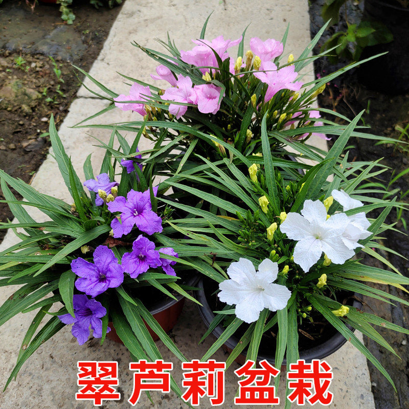 翠芦莉盆栽蓝花草矮生粉花庭院花镜绿植物多年生宿根耐热基地直发